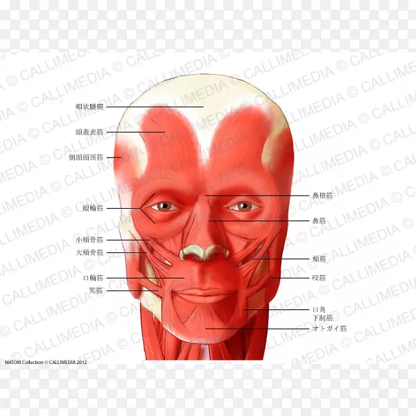 肌肉头颈解剖肌肉系统
