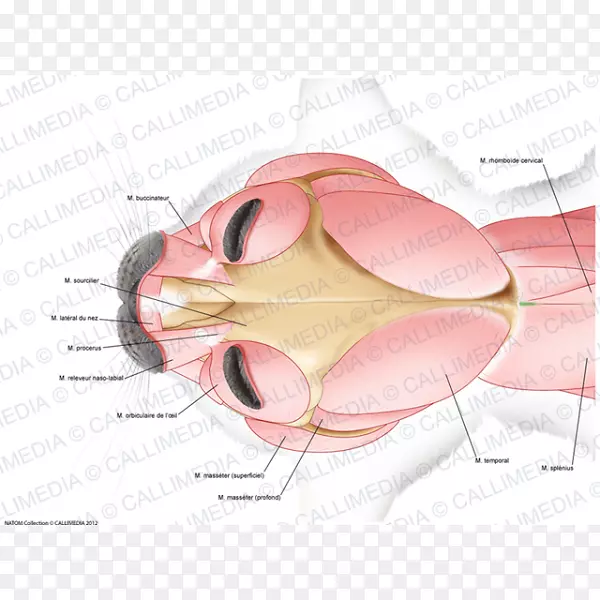 解剖颈部头部肌肉系统肌肉