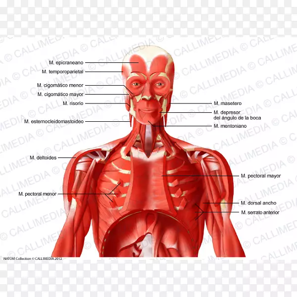 肋间肌肉-人体颈部肌肉系统