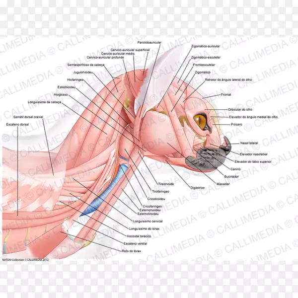耳肌解剖头颈耳