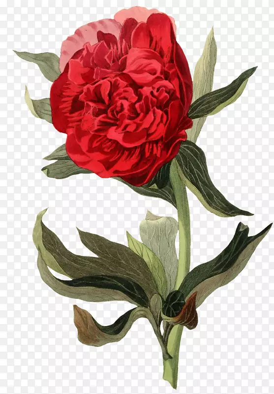 园林玫瑰植物学插图牡丹