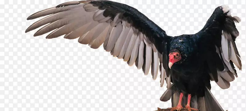 土耳其秃鹫鹰-鸟