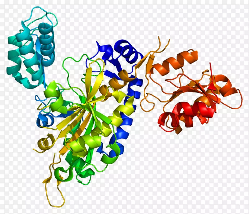 氨基酰基tRNA合成酶转移rna甘氨酸tRNA连接酶基因