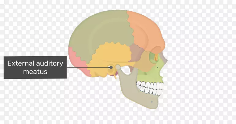 颅骨、耳乳突、颞骨乳突部-颅骨