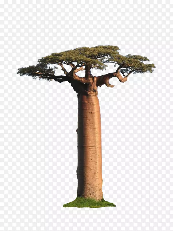马达加斯加将军Sherman Adansonia gregorii-tree