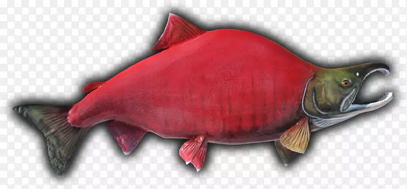 三文鱼标本-鲑鱼色