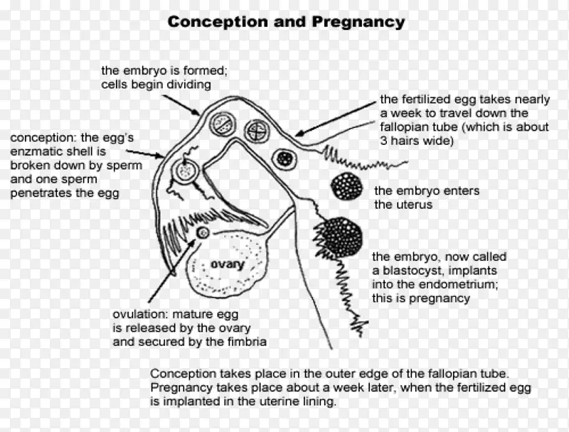受精图人类受精女性生殖系统妊娠-妊娠