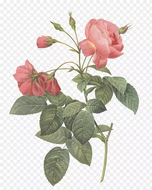 LES玫瑰皮埃尔-约瑟夫·雷德(1759-1840)花园玫瑰圣经