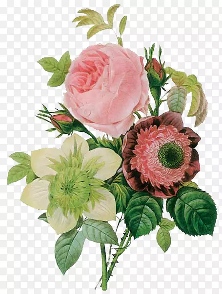 皮埃尔·约瑟夫·雷德(1759-1840)玫瑰画家绘画-花朵