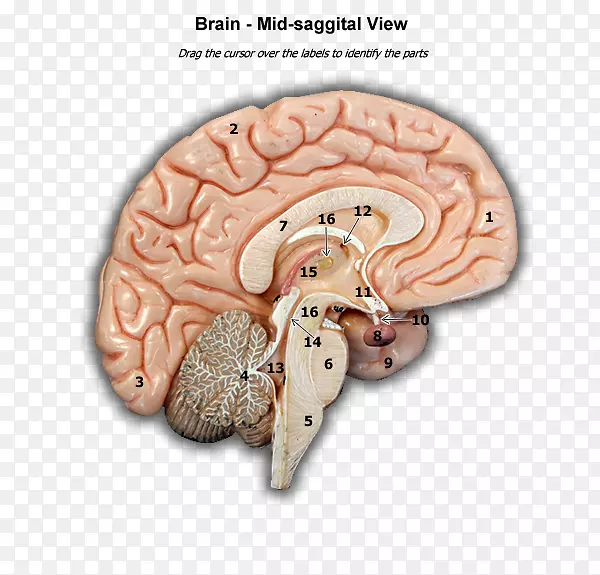 脑有机体-脑