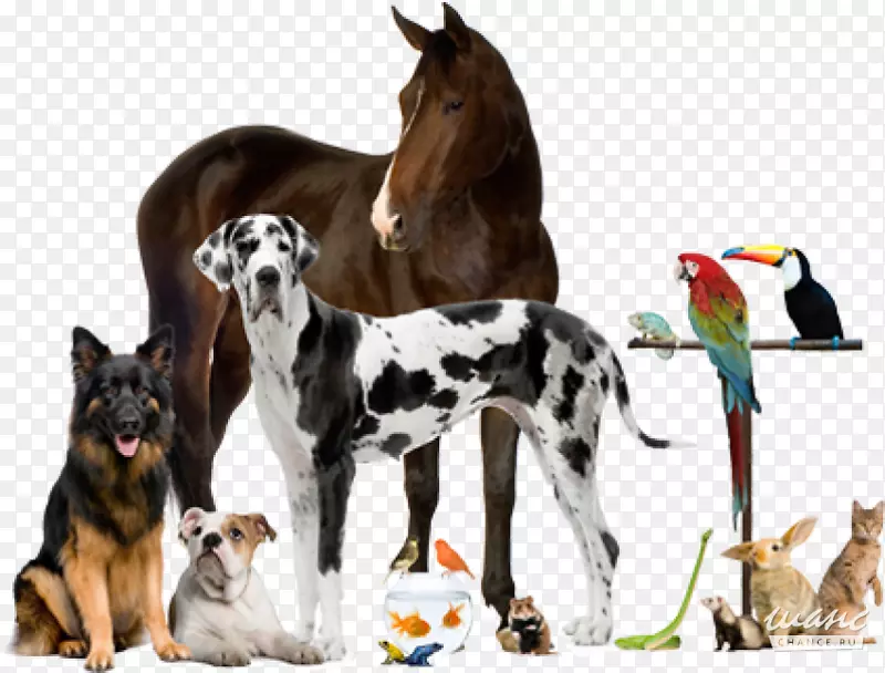 兽医宠物动物-动物