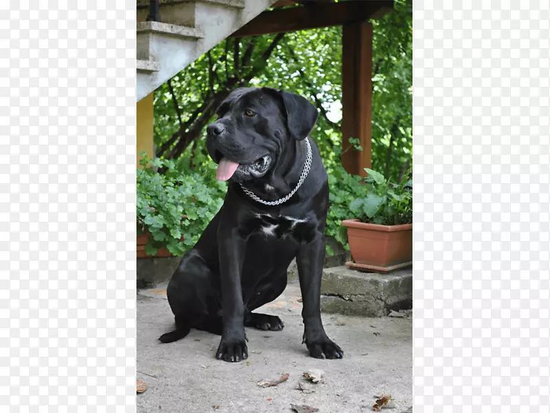 甘蔗科索拉布拉多猎犬繁殖运动团体-甘蔗科索