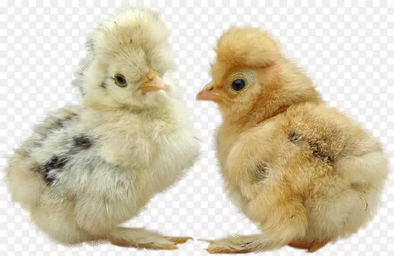 鸡夹艺术-鸡