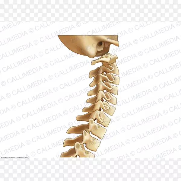 脊柱颈椎骨腰椎解剖