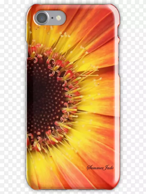 普通向日葵，德兰士瓦，雏菊，手机配件，iphone-橙色非洲菊