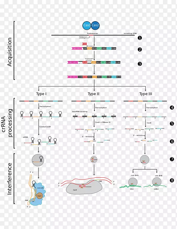 CRISPR RNA干扰Cas1Cas9