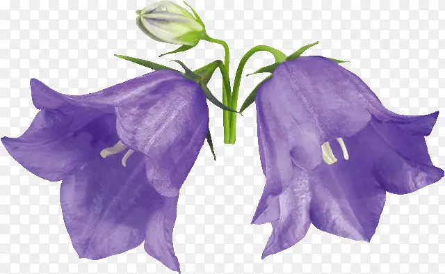 花八角形发条画紫罗兰花