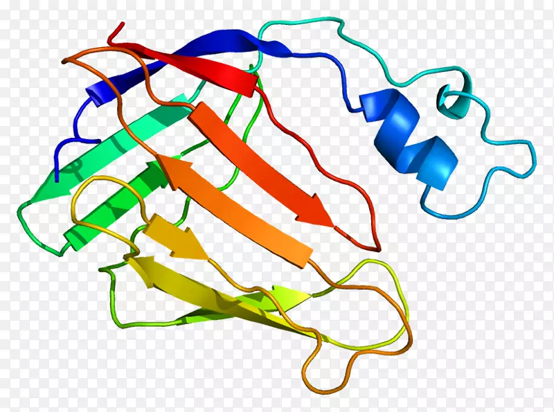 Crabp 2基因细胞维甲酸结合
