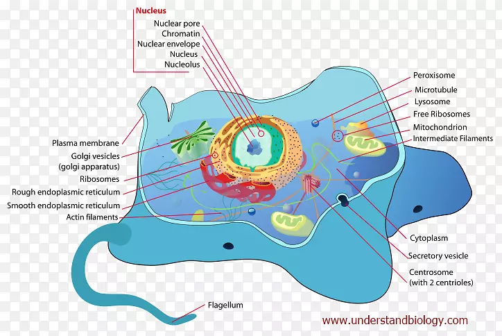 细胞膜生物学真核生物细胞呼吸-单细胞生物