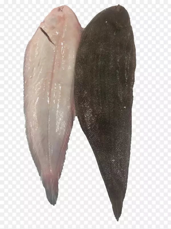 非洲石斑鱼