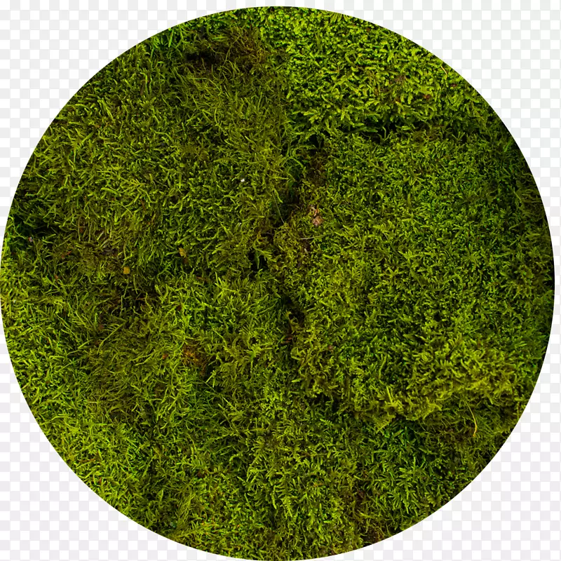 苔藓绿苔藓植物植被全息图
