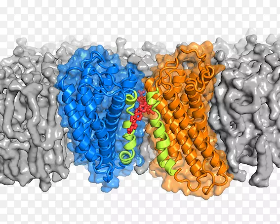 G蛋白偶联受体gα亚基