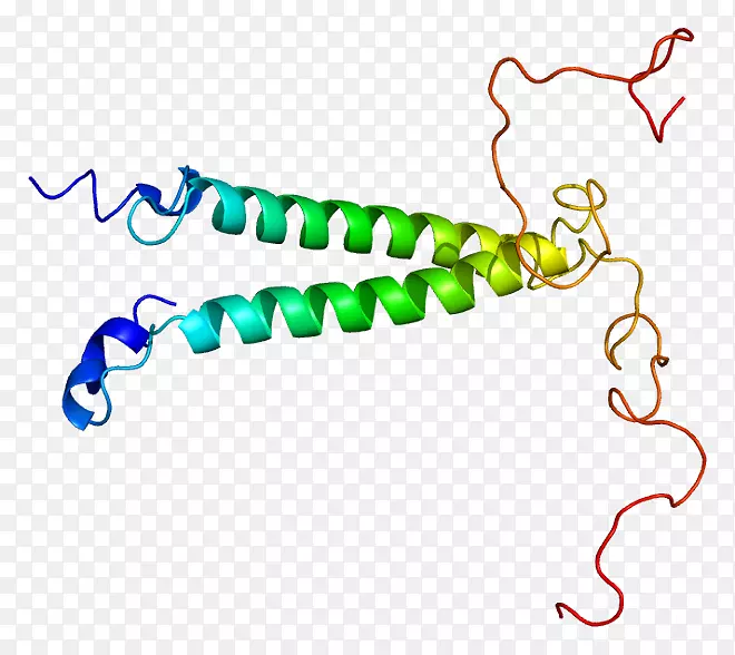 基因tsc22d3蛋白亮氨酸拉链tsc22d1