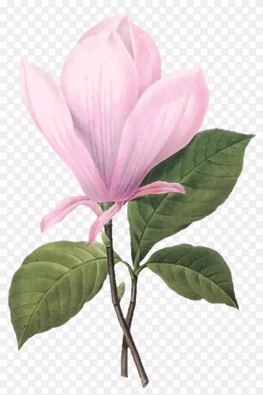 皮埃尔·约瑟夫·雷德(1759-1840)植物学插图-绘画