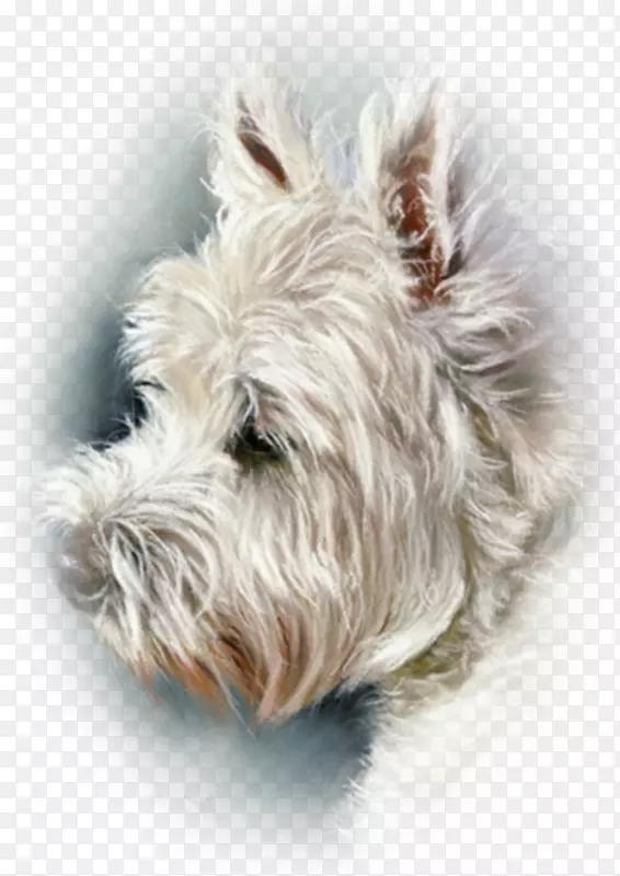 西部高地白色小猎犬凯恩猎犬苏格兰猎犬软面罩猎犬