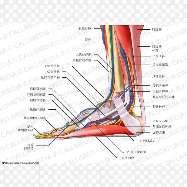 胫前肌系统神经脚