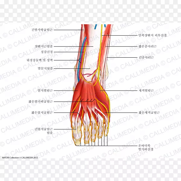 肌肉神经拇指足部肌肉系统