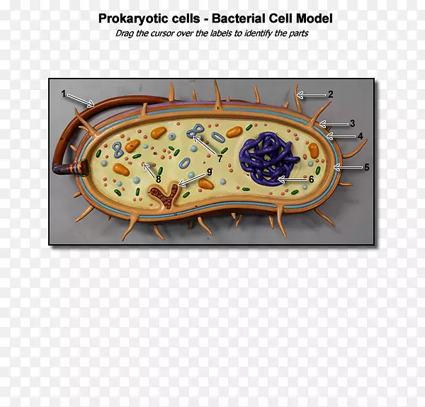 细菌细胞结构原核生物-细菌