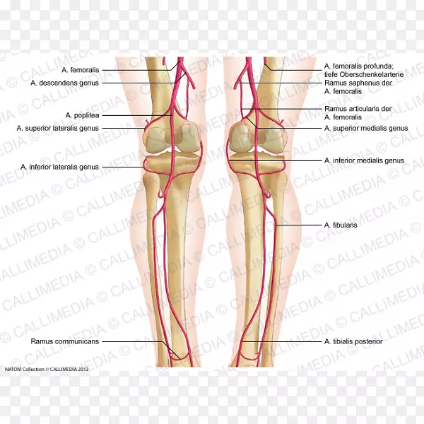 拇指、膝股动脉、腘动脉、小腿