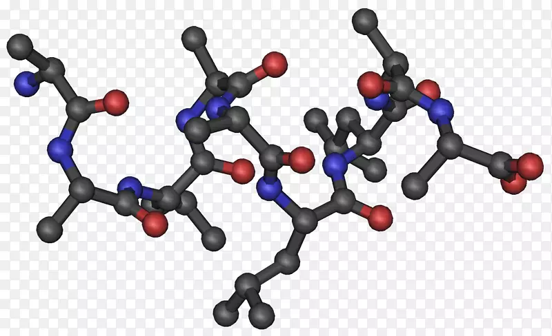 激素fndc 5健康运动科学体重控制