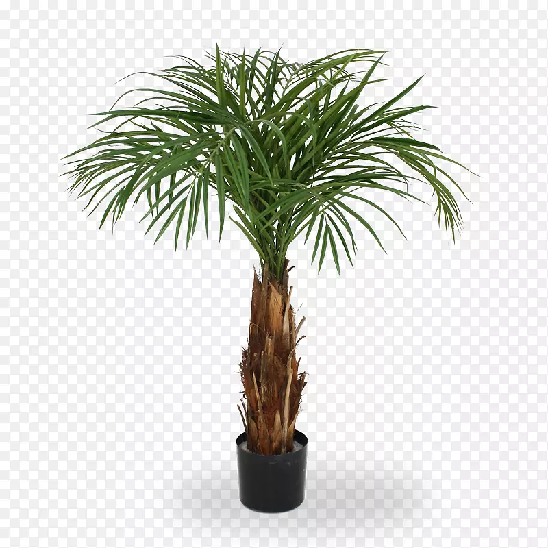 槟榔科植物-柳杉，金丝雀，岛状，棕榈，槟榔树