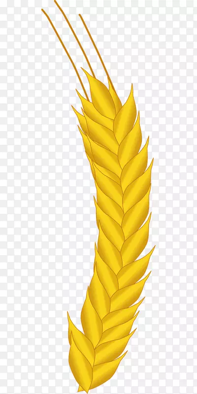 玉米农业作物小麦
