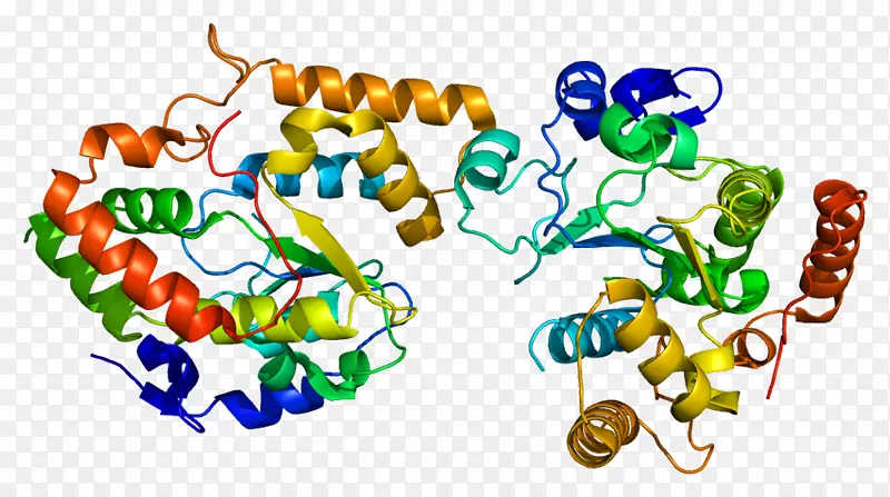 细胞色素P 450还原酶，血红素，烟酰胺，腺嘌呤，磷酸二核苷酸
