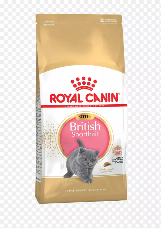 波斯猫食英国速记猫布娃娃小猫