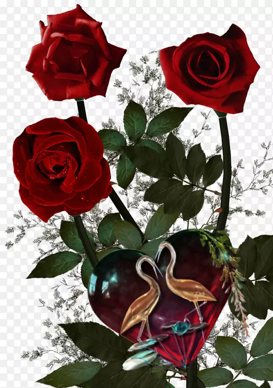 花园玫瑰花玫瑰，吉罗娜玫瑰