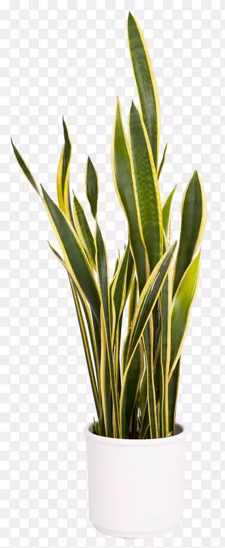 毒蛇绳麻房植物常绿葫芦科植物