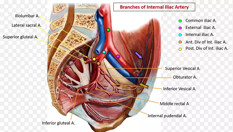 髂总动脉髂内动脉骨盆髂外动脉血管上下字母