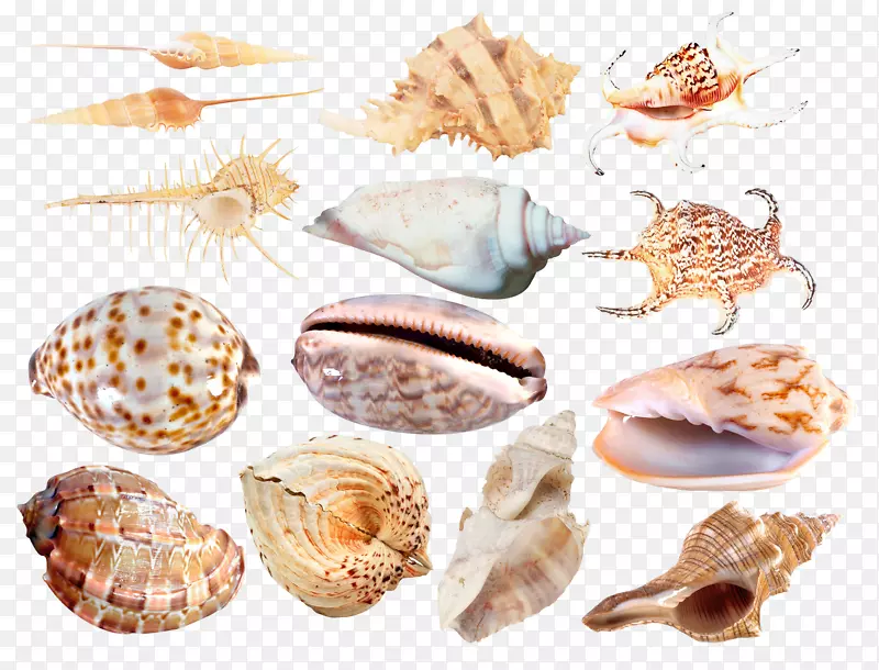 海螺，海螺