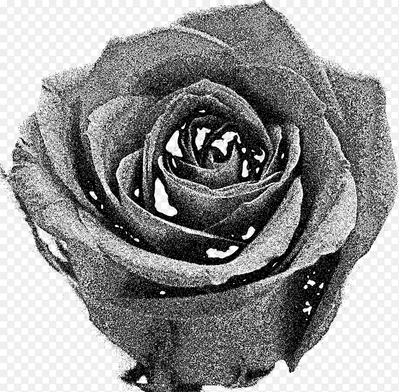 花园玫瑰黑白剪贴画-玫瑰