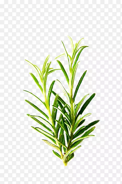 迷迭香草本植物成分，薄荷，普通圣人-罗梅罗