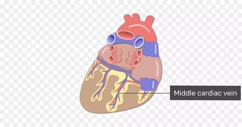 心脏冠状动脉循环小心脏静脉窦大心脏静脉-左心室