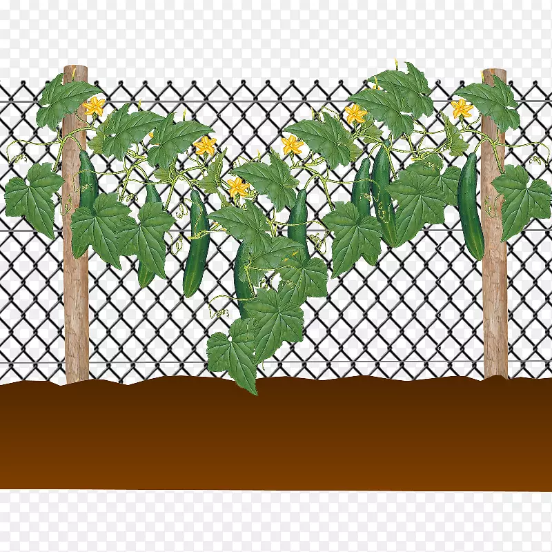 篱笆腌制黄瓜菜园篱笆