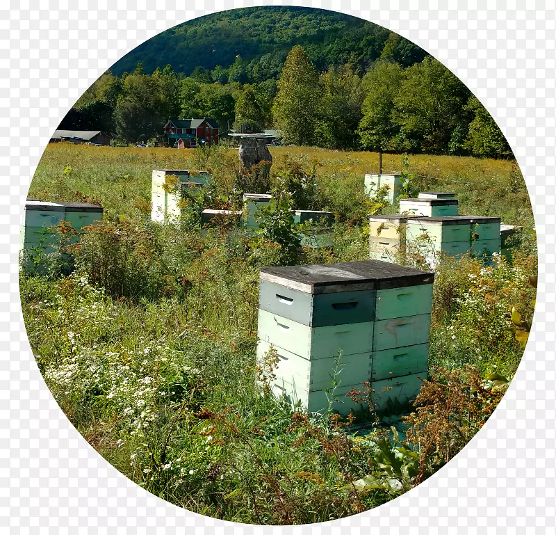 养蜂场，花园，土地，草坪，不动产-蜂蜜农场