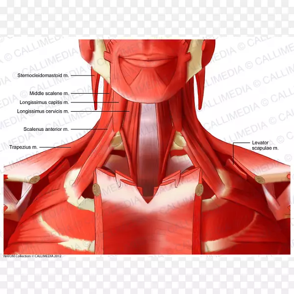 颈三角肌解剖-颈肌
