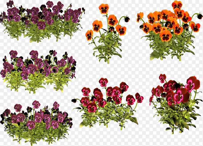 潘西花卉设计紫罗兰年植物剪贴画.紫罗兰