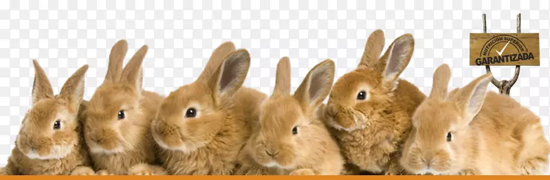 安哥拉兔，荷兰兔，法国野兔